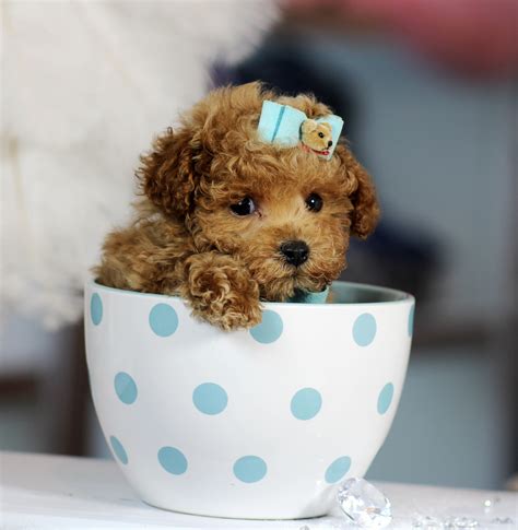 photos of teacup poodles